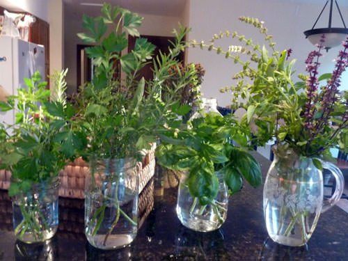 10 Hierbas Aromáticas Que Puede Cultivar En Casa Usando Sólo Agua Macetas Plantas Aromaticas Plantas Aromaticas De Interior Plantas En Agua