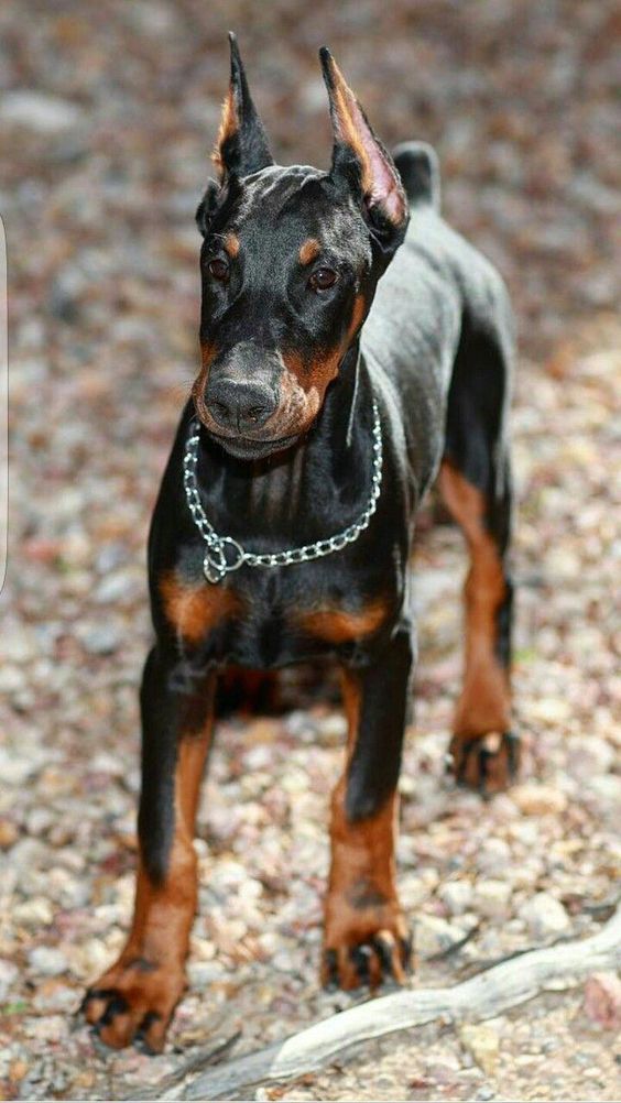 Get Healthy And Ethically Bred Doberman Pinscher Puppies For Sale