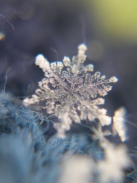 " Etoile des neiges, mon coeur amoureux... " ( Line Renaud ) / Snow crystal.