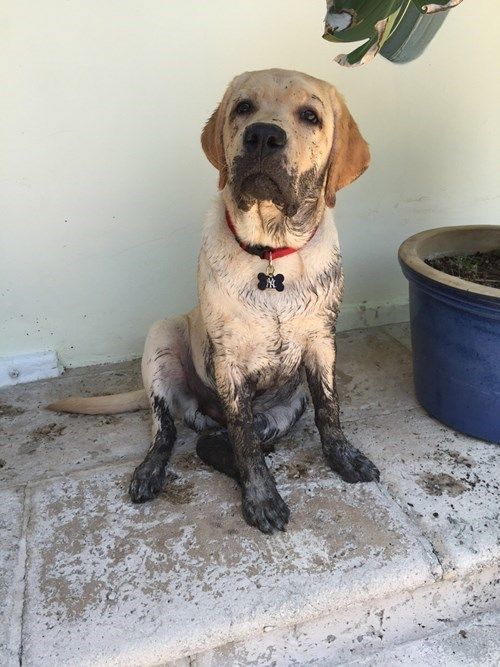 funny dogs image What Do You Mean You're Not Supposed to Eat the Mud Pie