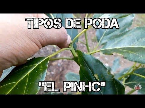 Cultivo De Aguacate El Pinch Poda Apical Salomon Hernandez Rex Youtube En 2021 Aguacate Cultivar Aguacate Frutales En Maceta