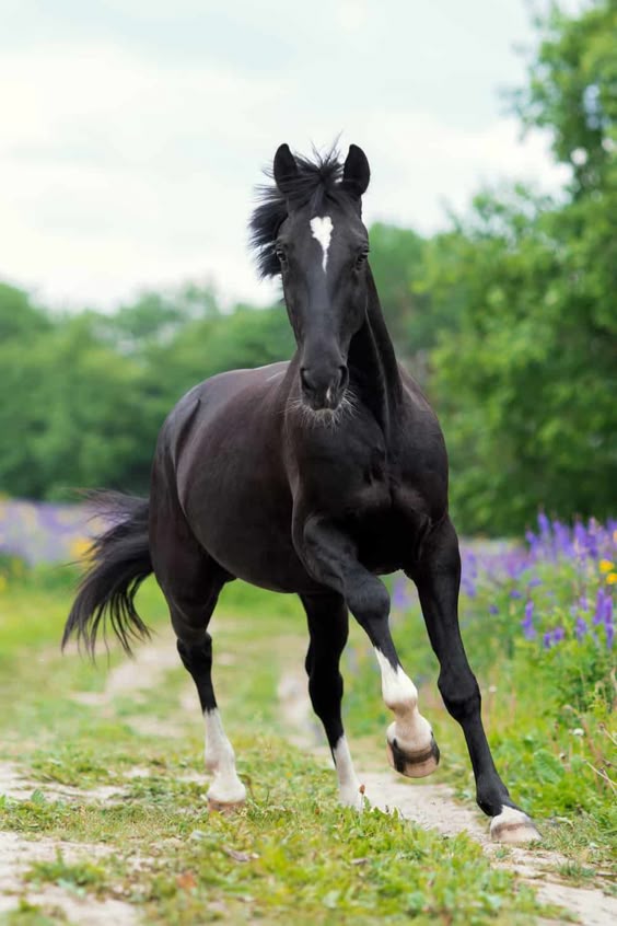 25 Different Horse Colors: Patterns & Pictures