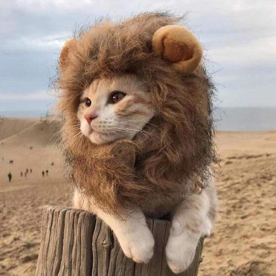 Dark Olive Green Cat lion headgear pet