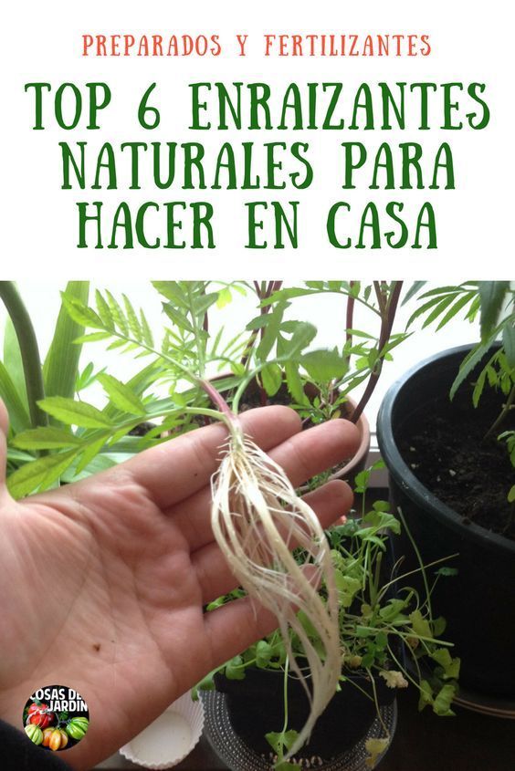Top 6 Enraizantes Naturales Del Más Sencillo Al Más Complejo Enraizante Natural Fertilizante Para Plantas Abonos Para Plantas