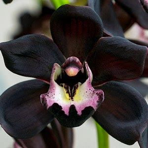 The Black Orchid! Only In East Kalimantan (Padang Luway)