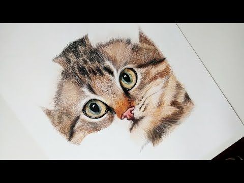 Como Dibujar Y Pintar Un Gato Realista How To Draw And Paint A Realistic Cat Youtube Como Dibujar Un Gato Cómo Dibujar Cosas Dibujos