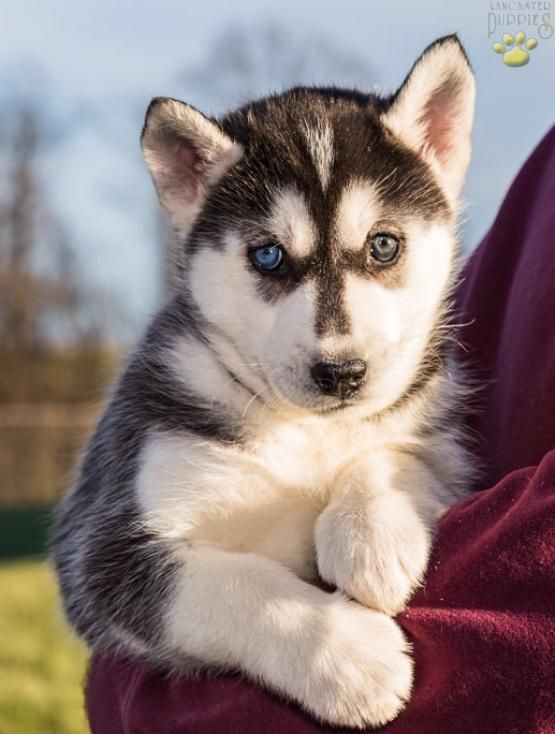 So Kawaii With Images Puppies Dogs Husky Puppy