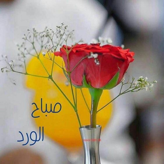 صباح الورد