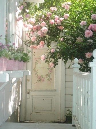 pink roses & white fences