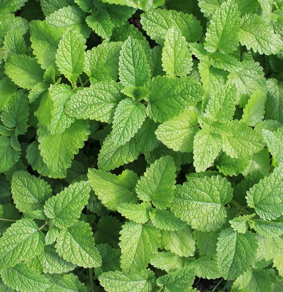 mint, how to grow indoors