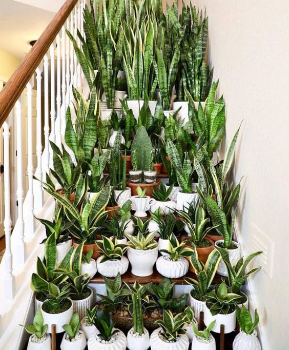 7 small houseplants that grow slowly