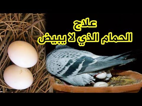Pin On مشاريع