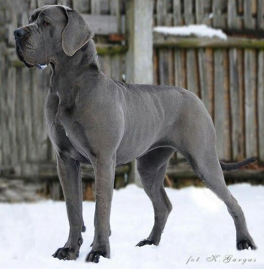 Great Dane Puppy Great Dane Dogs Dane Dog Mastiff Puppies