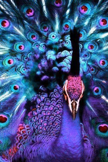 Peacock