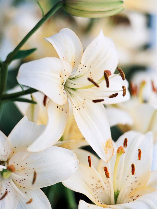 Lilium \'Catherine Laburi\'