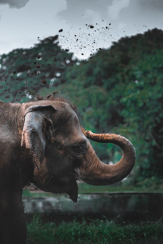 brown elephant photo – Free Animal Image on Unsplash