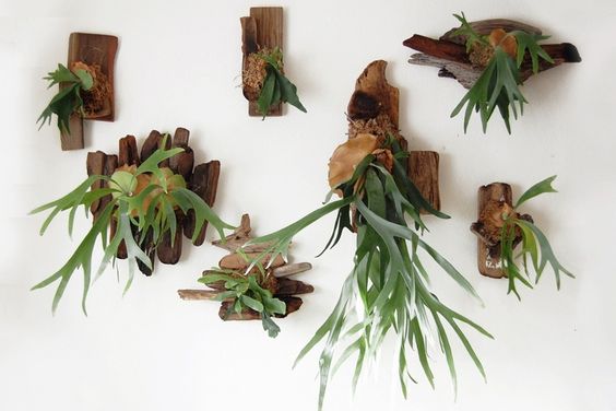 Wall mounted Staghorn fern. Unusual and unique houseplants.