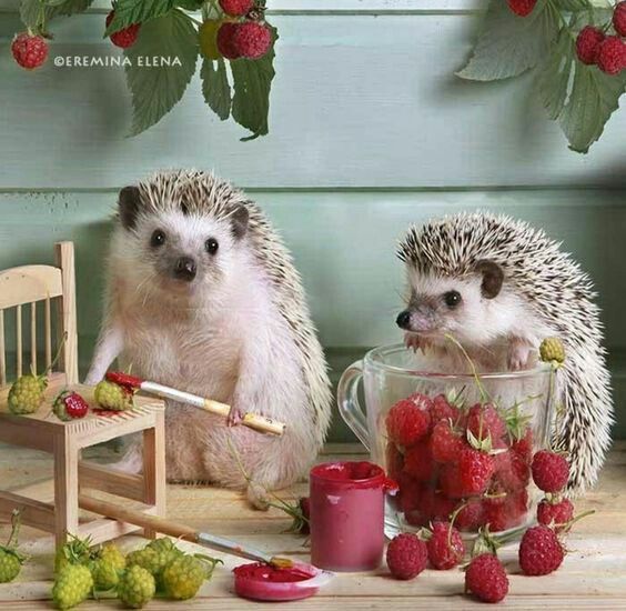 Фотография