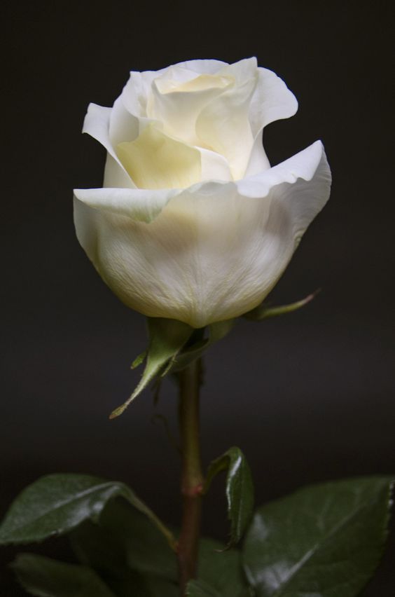 CREME DE LA CREME - Eden Roses Ecuador #Flowers #Roses #Ecuador #PrimeroEcuador #Ecuador #Rose #MitadDelMundo #ThePleasureOfBeauty