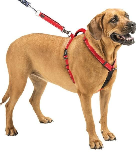 Best Dog Harness For Running In 2020 Pembroke Welsh Corgi Dog