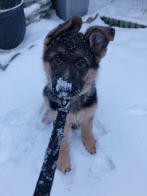 60 Cool German Shepherd Names German Shepherd Husky German