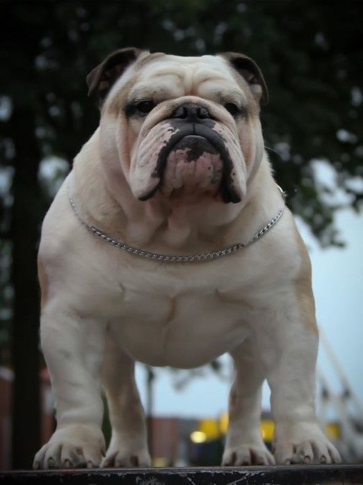 English Bulldog 46 Bulldog Puppies Bulldog English Bulldog Puppies
