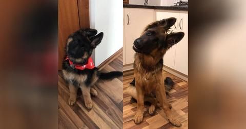 How To Treat Your German Shepherd S Ear Infection Without Going To