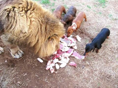 Pin On Animals Love Love