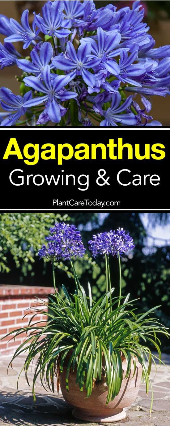 Agapanthus Lily Of The Nile Agapanthus Flowers Perennials Wholesale Flowers
