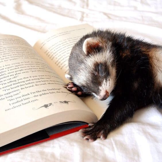 10 pets diferentes: animais exóticos para se ter de estimação!