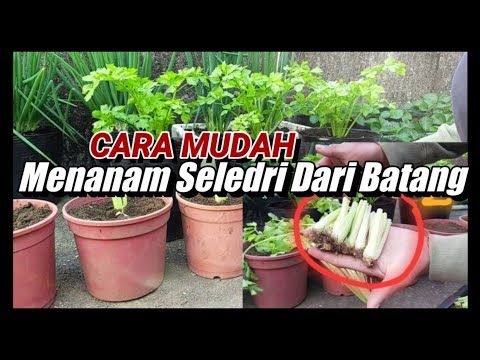 Cara Menanam Sayur Sawi Tanpa Tanah Ilmu Hidroponik Sederhana Youtube Sayuran Tanaman Hidroponik