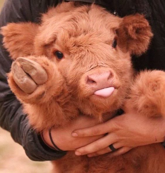 If You Ever Feel Sad, These 10+ Highland Cattle Calves Will Make You Smile