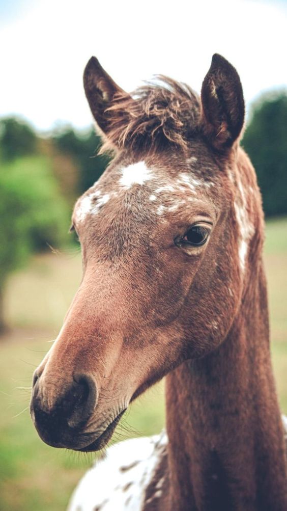 Adorable Horse ๐