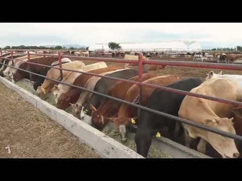 Rancho Los Angeles Durango México Venta De Ganado De Engorda Youtube Ganado De Engorde Venta De Ganado Rancho De Ganado