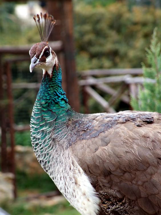 https://flic.kr/p/6gyWPP | Female Peacock | A female peacock, you can tell as it does\'nt have a green neck head and part body and also does\'nt have the large wings that open up for display. Bird and Animal Park Cyprus 2009