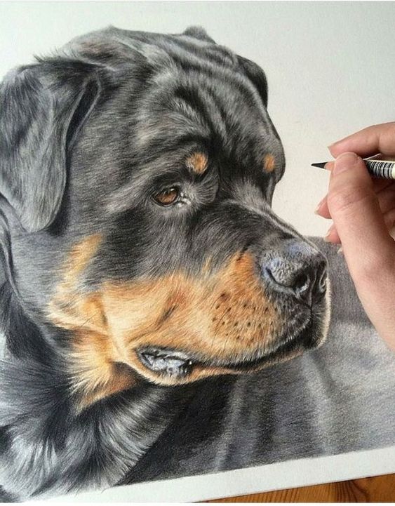 rottweiler-dog-3d-photo
