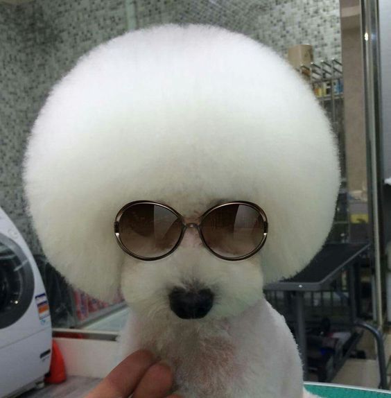 No estilo pra curtir o domingão! ðð¶dipdog.com.brð¶ð #dipdogbrasil #modapet #t-shirt #camisetamasculina #camiseta #camisetafemina #raglan #camisetainfantil #almofadas #dog #dogs #pet #petshop #fashiondog