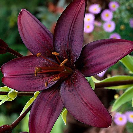 Top 25 Most Beautiful Lilies
