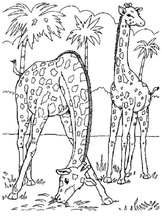 Zoo Coloring Pages Com Imagens Animais Para Colorir Desenhos