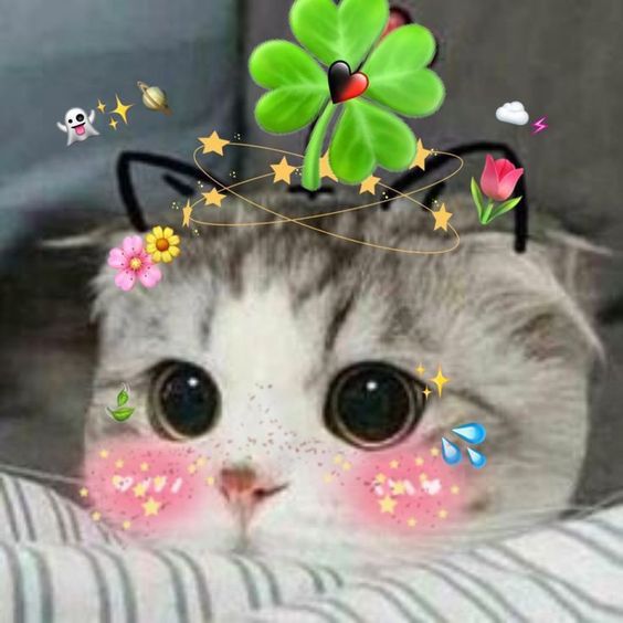 CaTS๐