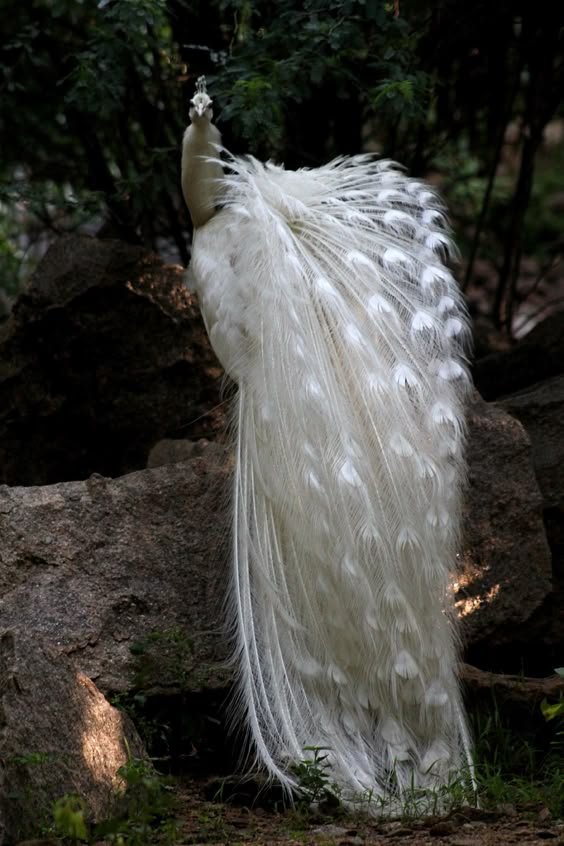 peacock-white