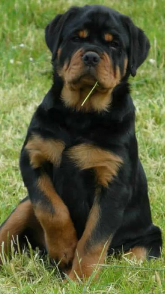 rottweiler-dog-3d-photo