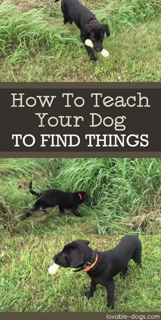 Basic Obedience Training For Dogs Help Is Here Dog Training