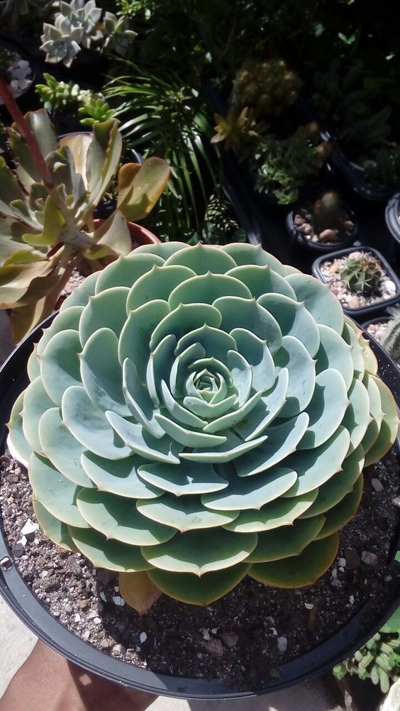 Echeveria Como Cuidar Tipos E 42 Ideias De Decoração Com Suculenta Suculentas Curso De Jardinagem Suculentas Interior