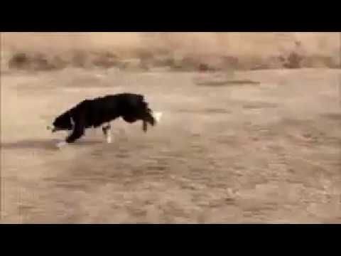 أفضل تدريب للكلاب اقوى التدريبات مع افضل مدربين فى العالم هتخلى كلبك وحش Ayoda Tv Like Animals Animals Cute