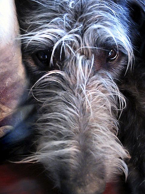 deerhound bliss