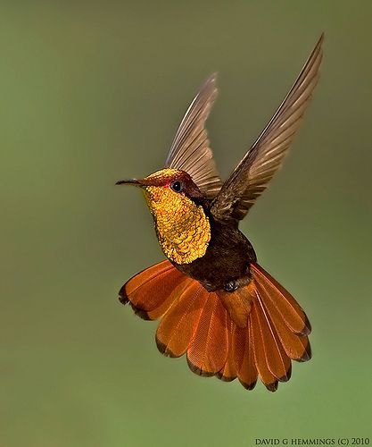 Ruby Topaz