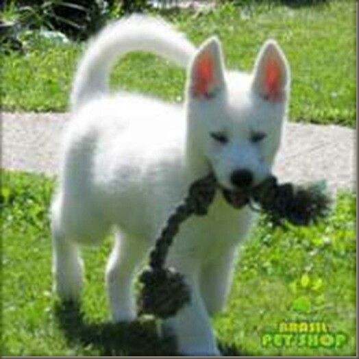 Fofinho Pretty Dogs Little Husky Animals