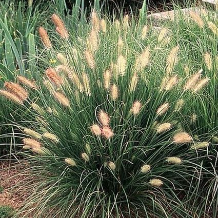 Dwarf Fountain Grass Fountain Grass Ornamental Grasses Garden
