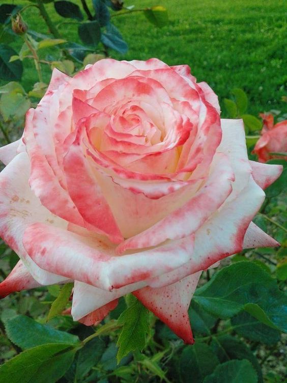 roes-flowars
